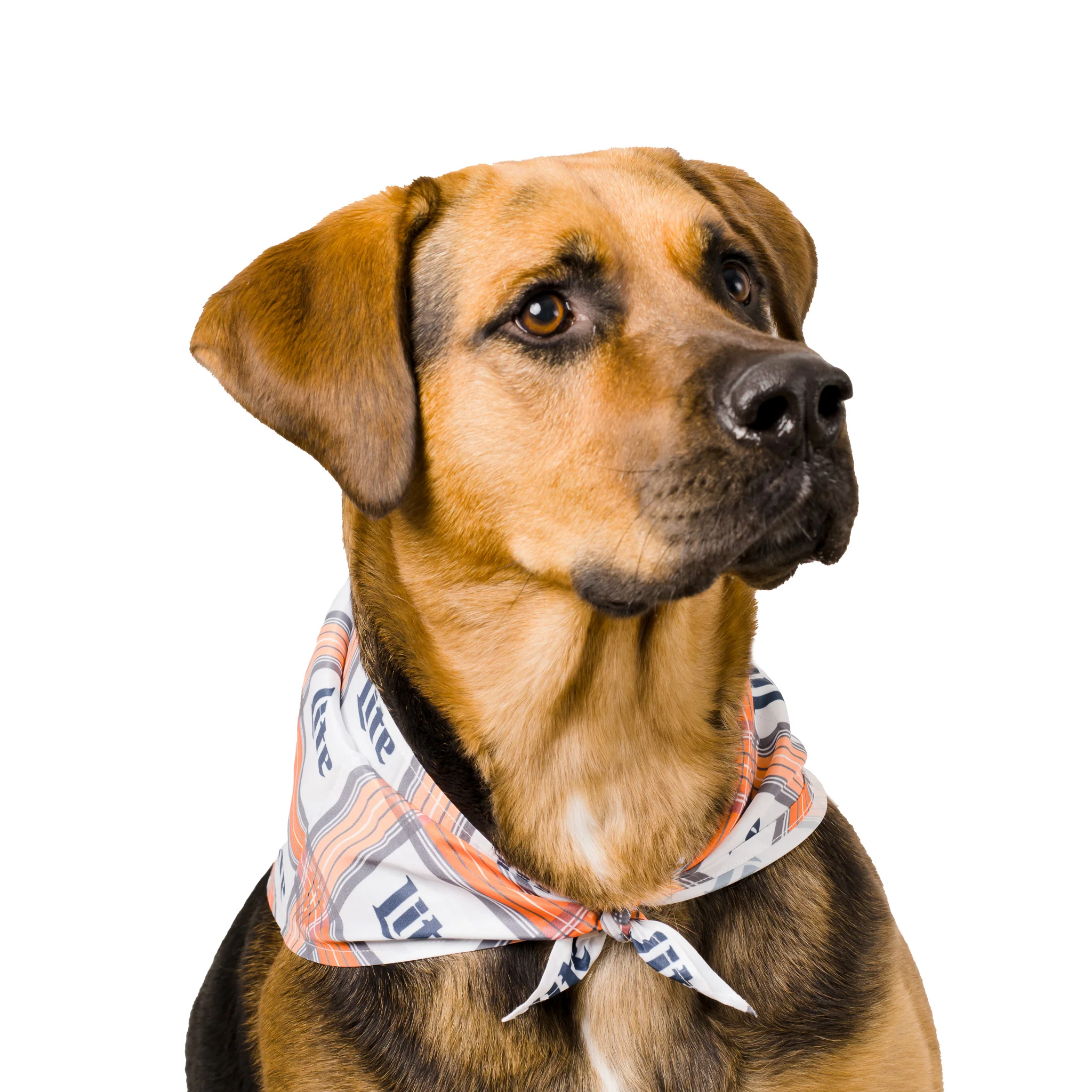 MILLER LITE PLAID DOG BANDANA - Image 3